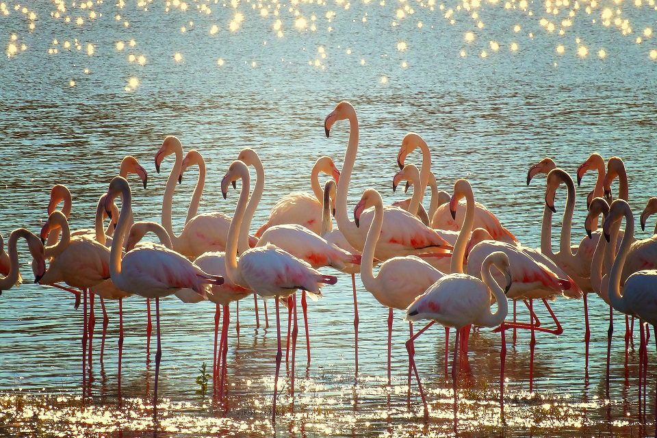 incentive camargue