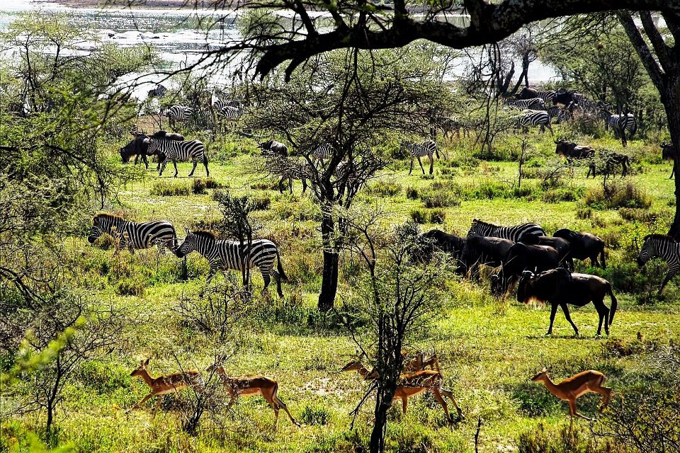 incentive tanzanie zanzibar
