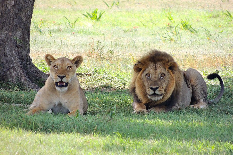 incentive tanzanie zanzibar