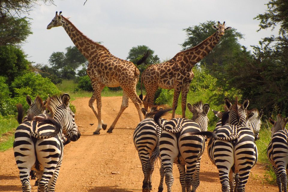 incentive tanzanie zanzibar