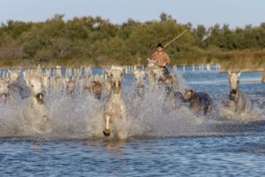 incentive camargue