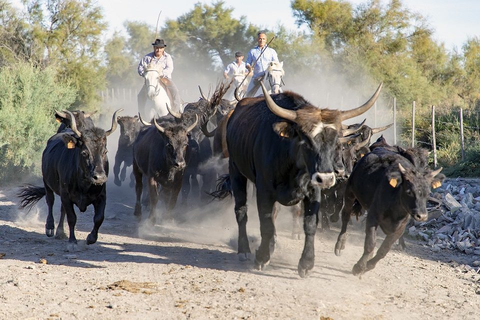 incentive camargue